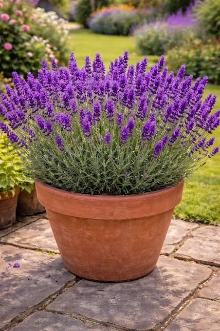Lavender essential oil